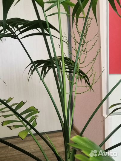 Комнатные цветы