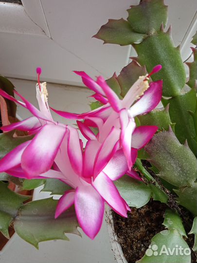 Комнатные цветы