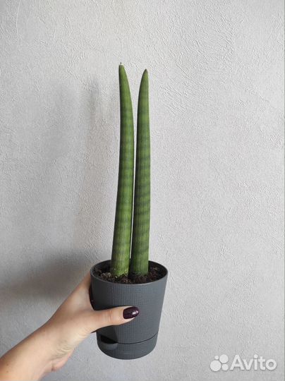 Сансевиерия цилиндрика