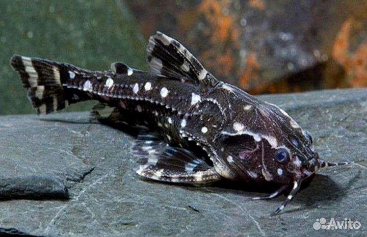 Сомики анциструсы