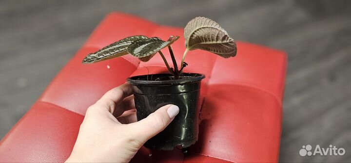 Хлорофитум, пилея, седум буритто комнатные цветы