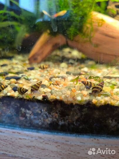 Аквариумные растения, рыбки, улитки