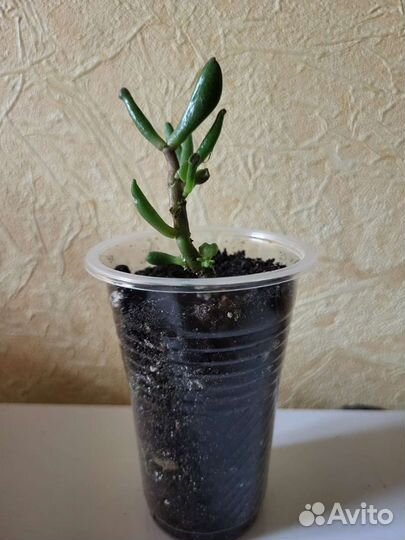 Крассула хоббит