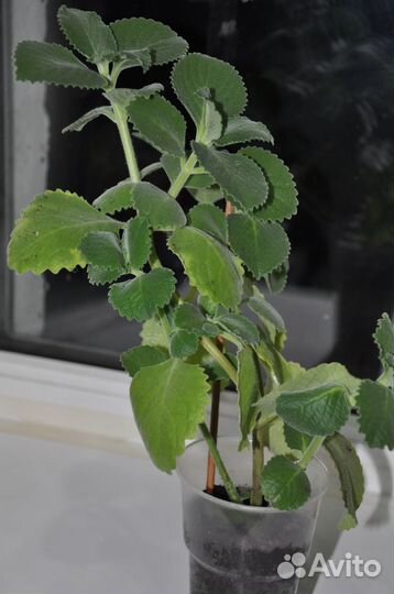 Комнатные растения