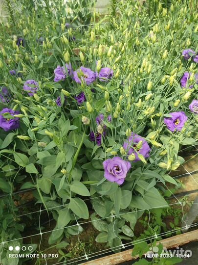 Цветы Эустома оптом и в розницу