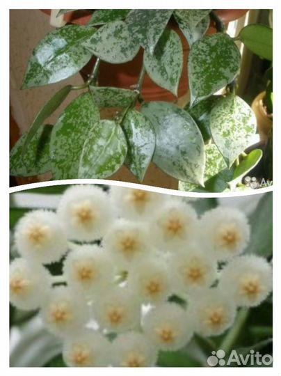 Хойя мультифлора,финлайсони,лакуноза,белла др