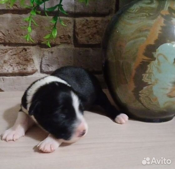 Мальчишки бордер колли