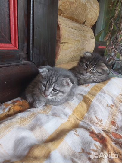 Вислоухие котята