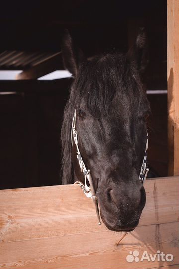 Конные прогулки Ставрополь