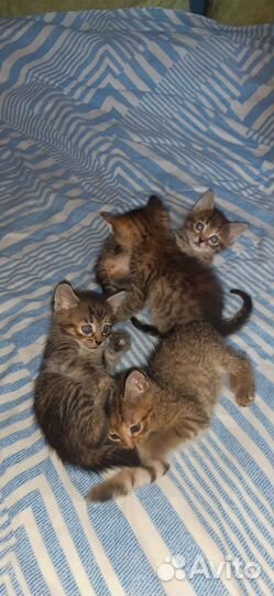 Отдам в добрые руки котят
