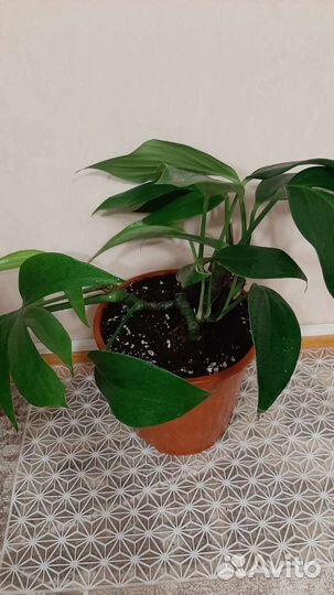 Филодендрон Хвост дракона