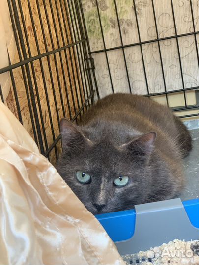 Нежная кошка