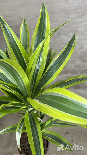 Пальма драцена фрагранс Лемон Лайм, сочная