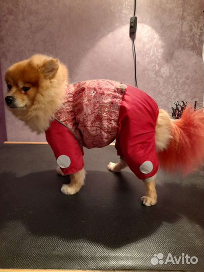 Комбинезоны для собак мелких пород