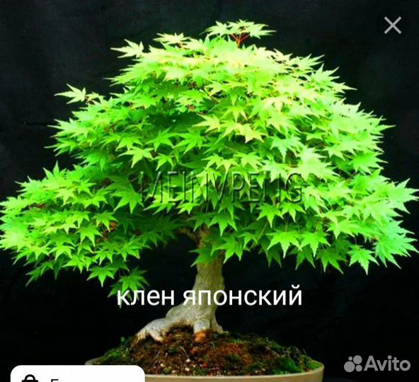 Мирт и другие семена