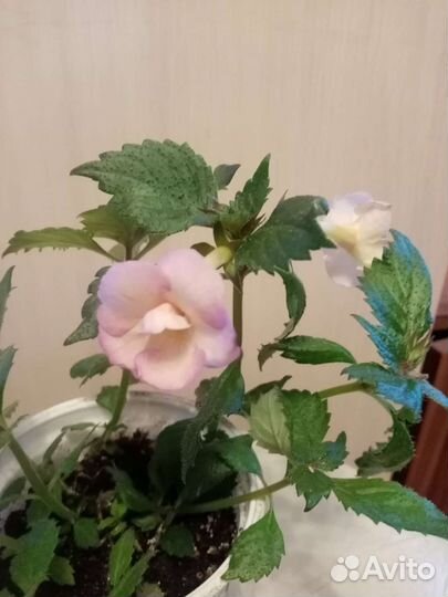 Ахименес, пеларгония, кроссандра, уайтфельдия