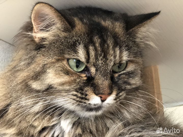 Красавица в добрые руки