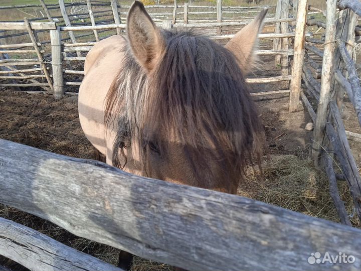 Башкирская лошадь