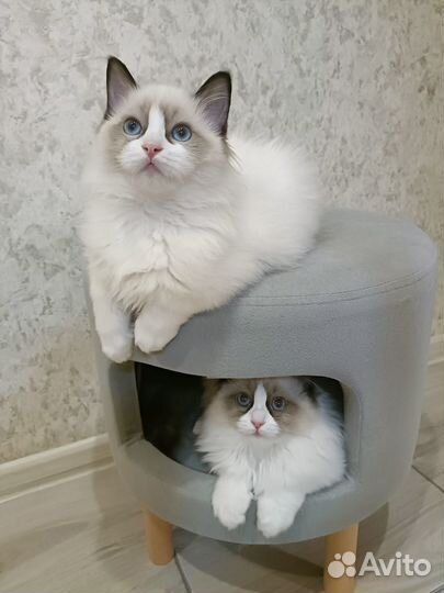 Котята породы Рэгдолл