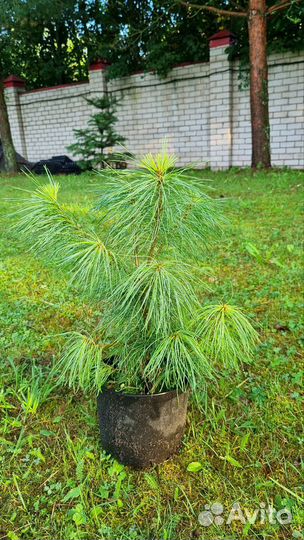 Сосна Веймутова