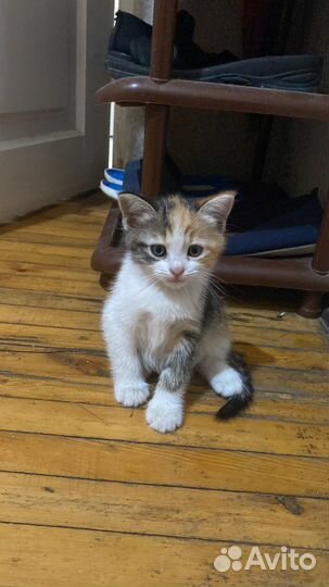 В добрые руки, котятам 2 месяца