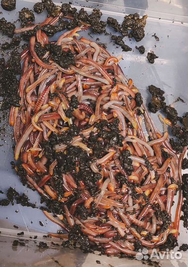 Дождевые черви