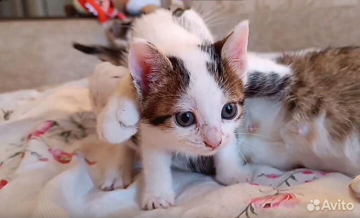 Отдам котят в добрые руки