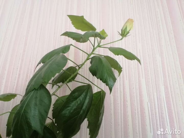 Китайская-роза-герань-столетник-вгоршках