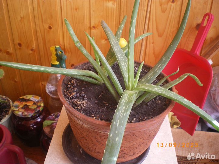 Цветы комнатные