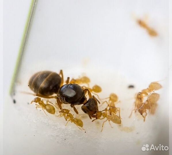 Муравьи:Lasius niger,Lasius flavus