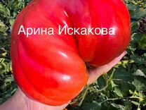 Семена томатов гигантов, самые урожайные сорта