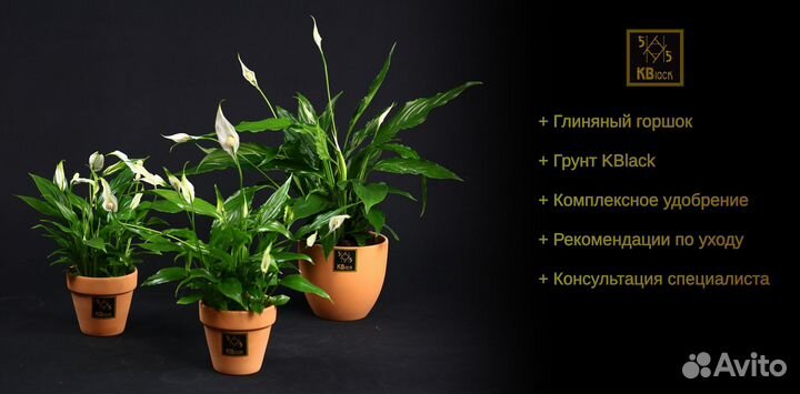 Комнатные растения. Спатифиллум. Женской счастье