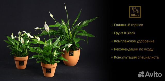 Комнатные растения. Спатифиллум. Женской счастье