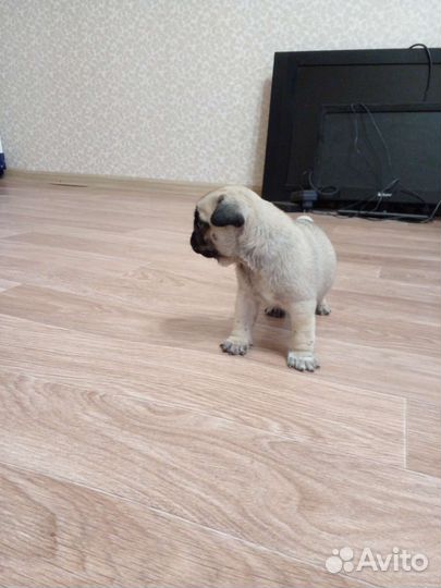 Мопс