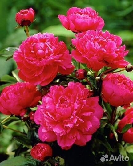 Алмазная картина