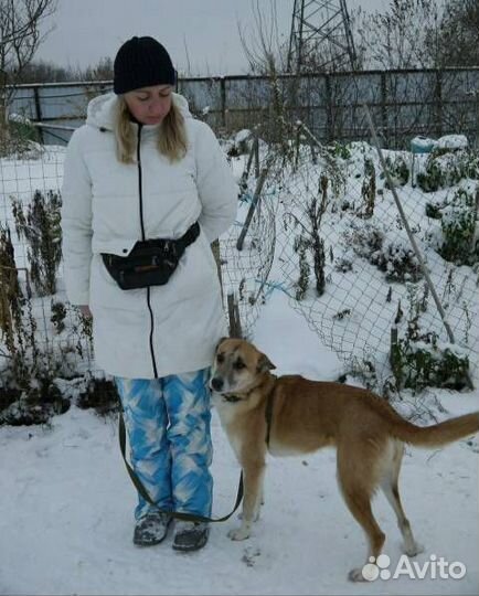 Домашней собаке тяжело в приюте