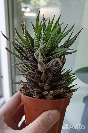 Хавортия полосатая