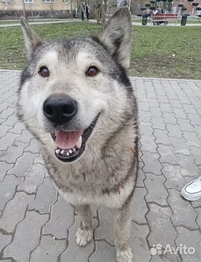 Собака маламут хаски смесь