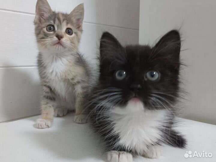 Котята в добрые руки бесплатно девочки