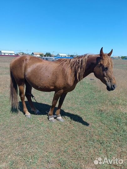 Кобыла с жеребчиком