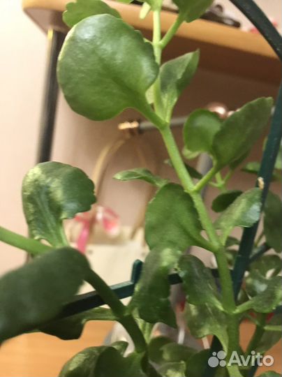 Комнатные цветы каланхоэ