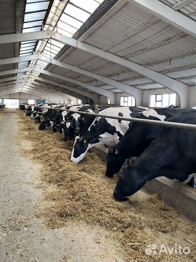 Оператор машинного доения