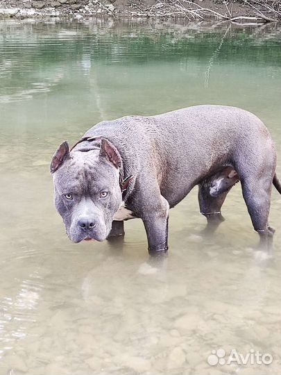 Стаффордширский терьер голубого окраса