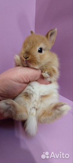 Карликовые декоративные кролики от заводчика