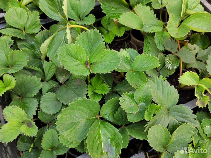 Рассада клубники виктория