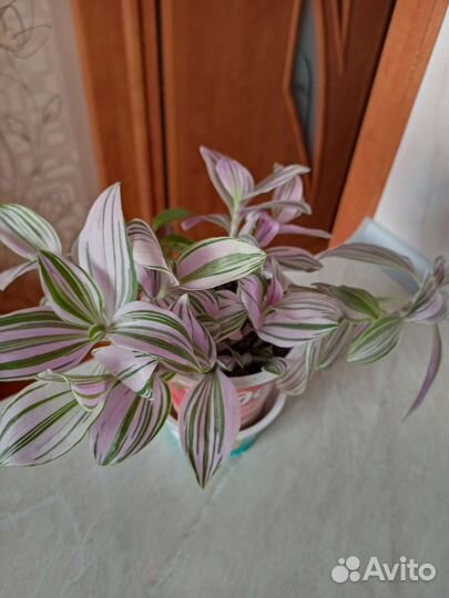 Традесканция бело- розовая