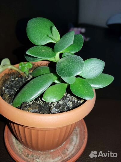 Денежное дерево