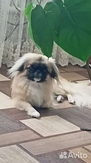 Вязка пекинес