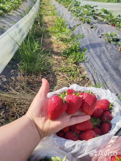 Клубника свежая