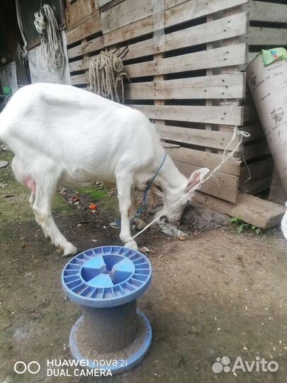 Продам козу, двойная, молоко без запаха